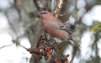 Pine grosbeak (Pinicola enucleator)
