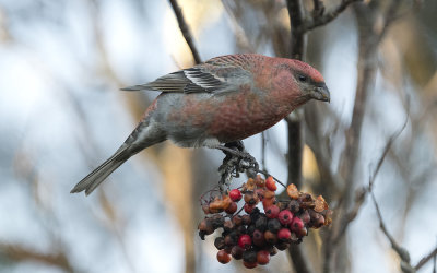 Pine grosbeak (Pinicola enucleator)