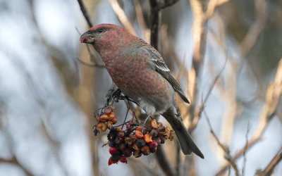 Pine grosbeak (Pinicola enucleator)