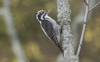 Eurasian three-toed woodpecker
