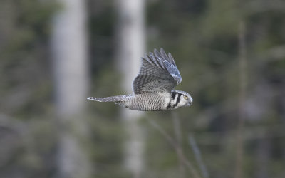 Northern hawk-owl (Surnia ulula) 