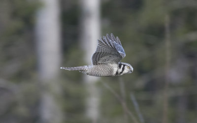 Northern hawk-owl