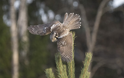 Northern hawk-owl (Surnia ulula) 