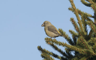 Parrot crossbill (Loxia pytyopsittacus)