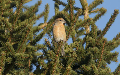 Parrot crossbill (Loxia pytyopsittacus)
