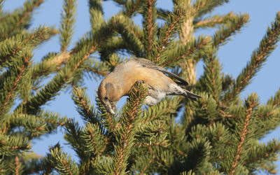Parrot crossbill (Loxia pytyopsittacus)