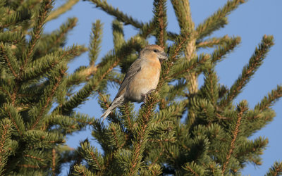 Parrot crossbill (Loxia pytyopsittacus)