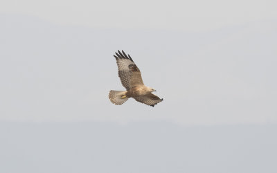 Long-legged buzzard (Buteo rufinus)