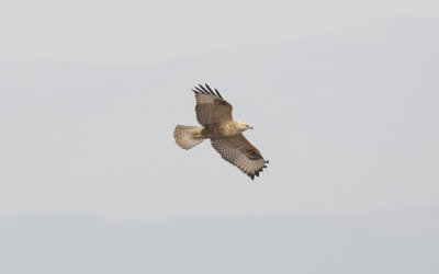 Long-legged buzzard (Buteo rufinus)