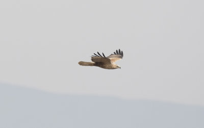 Long-legged buzzard (Buteo rufinus)