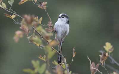 Long-tailed tit (Aegithalos caudatus)