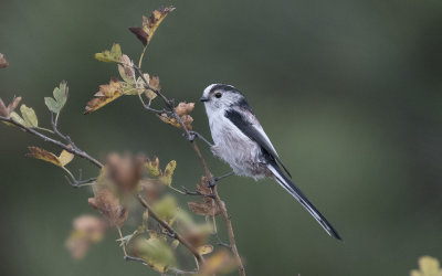 Long-tailed tit (Aegithalos caudatus)