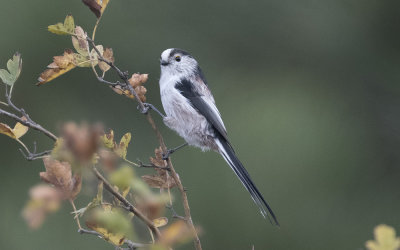 Long-tailed tit (Aegithalos caudatus)