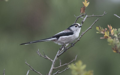 Long-tailed tit (Aegithalos caudatus)