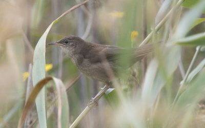 Locustella warblers