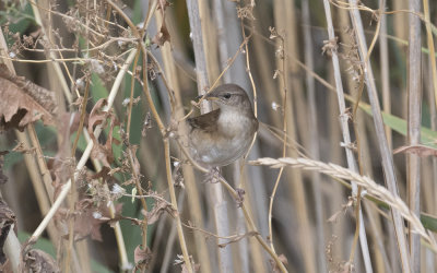 Savi's warbler (Locustella luscinioides)