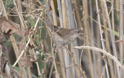Savi's warbler (Locustella luscinioides)