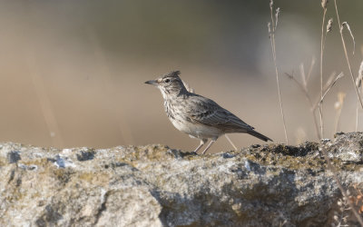 Crested lark (Galerida cristata)