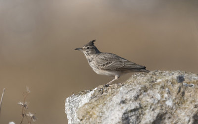 Crested lark (Galerida cristata)