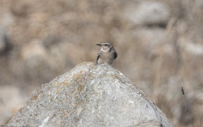Pied wheatear (Oenanthe pleschanka)