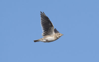 Calandra lark (Melanocorypha calandra)