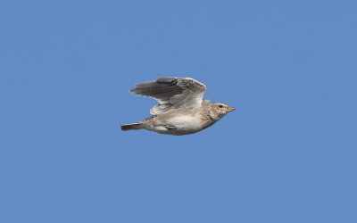 Calandra lark (Melanocorypha calandra)