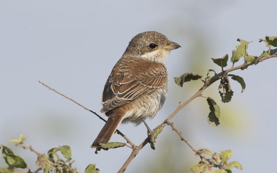 Red-backed shrike (Lanius collurio)
