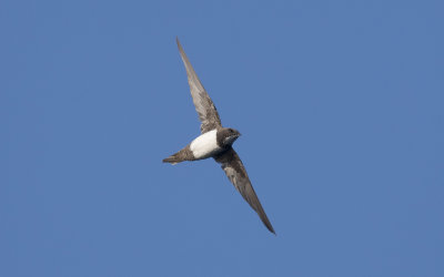 Alpine swift (Tachymarptis melba)