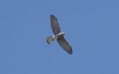 Levant sparrowhawk