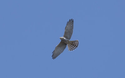 Levant sparrowhawk (Accipiter brevipes)