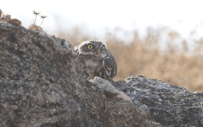 Little owl