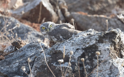 Little owl (Athene noctua)