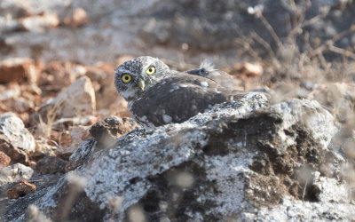 Little owl (Athene noctua)