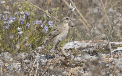 Tawny pipit (Anthus campestris)
