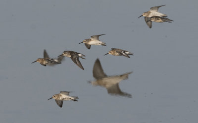 Broad-billed sandpiper (Calidris falcinellus)