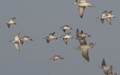 Broad-billed sandpiper (Calidris falcinellus)