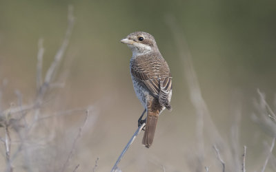 red-backed shrike (Lanius collurio)