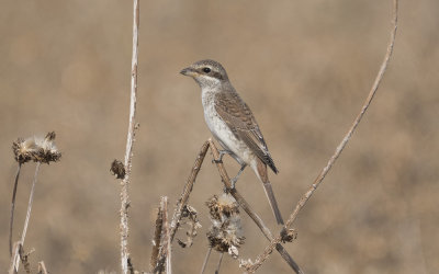 red-backed shrike (Lanius collurio)