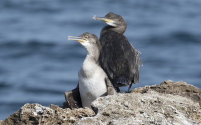 European shag (Gulosus aristotelis desmarestii)