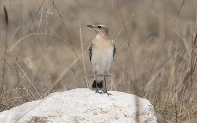 Northern weatear (Oenanthe oenanthe)