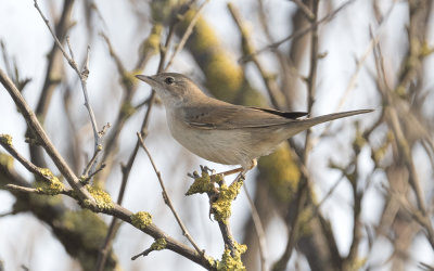 Common whitethroat (Sylvia communis)