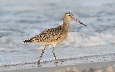 Bar-tailed godwit (Limosa lapponica)