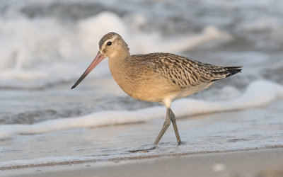 Bar-tailed godwit (Limosa lapponica)