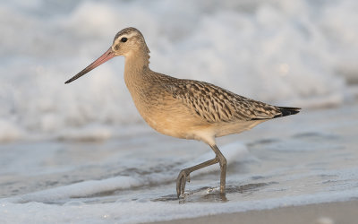 Bar-tailed godwit (Limosa lapponica)