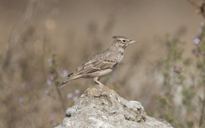 Crested lark (Galerida cristata)