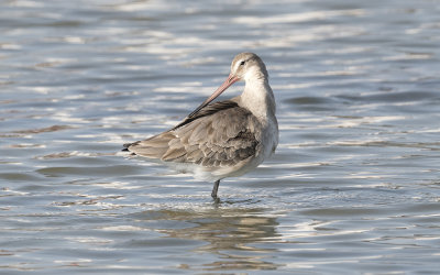 Black-tailed godwit (Limosa limosa limosa)