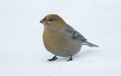 Pine grosbeak (Pinicola enucleator)