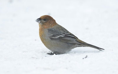 Pine grosbeak (Pinicola enucleator)