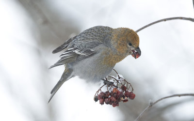 Pine grosbeak (Pinicola enucleator)