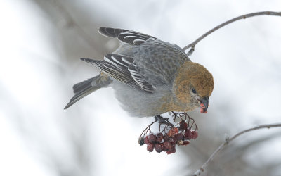 Pine grosbeak (Pinicola enucleator)